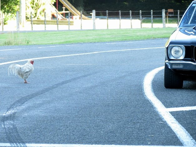 De Meest Bekende Spellen van Chicken Road Casino Nu Online Te Spelen in Netherlands